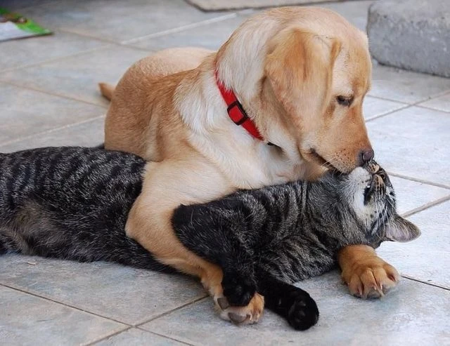 🐱 Котофакт дня