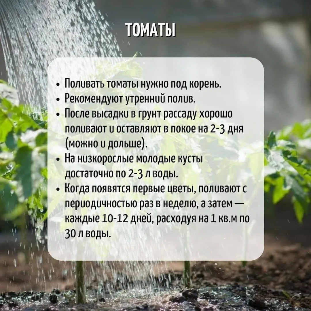 Как правильно поливать томаты