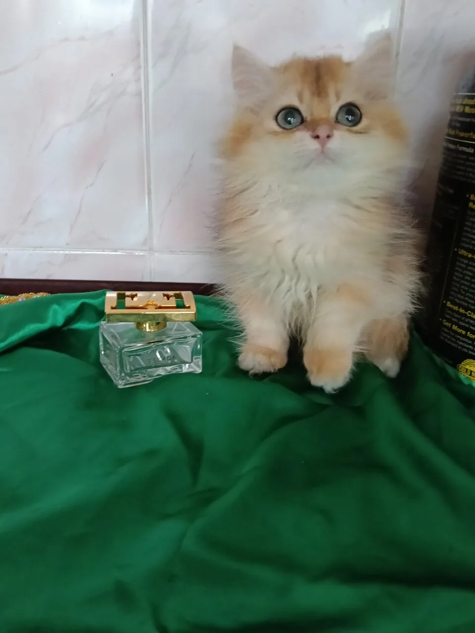Продам кошечку золотая шиншилла Хайленд, Донецк