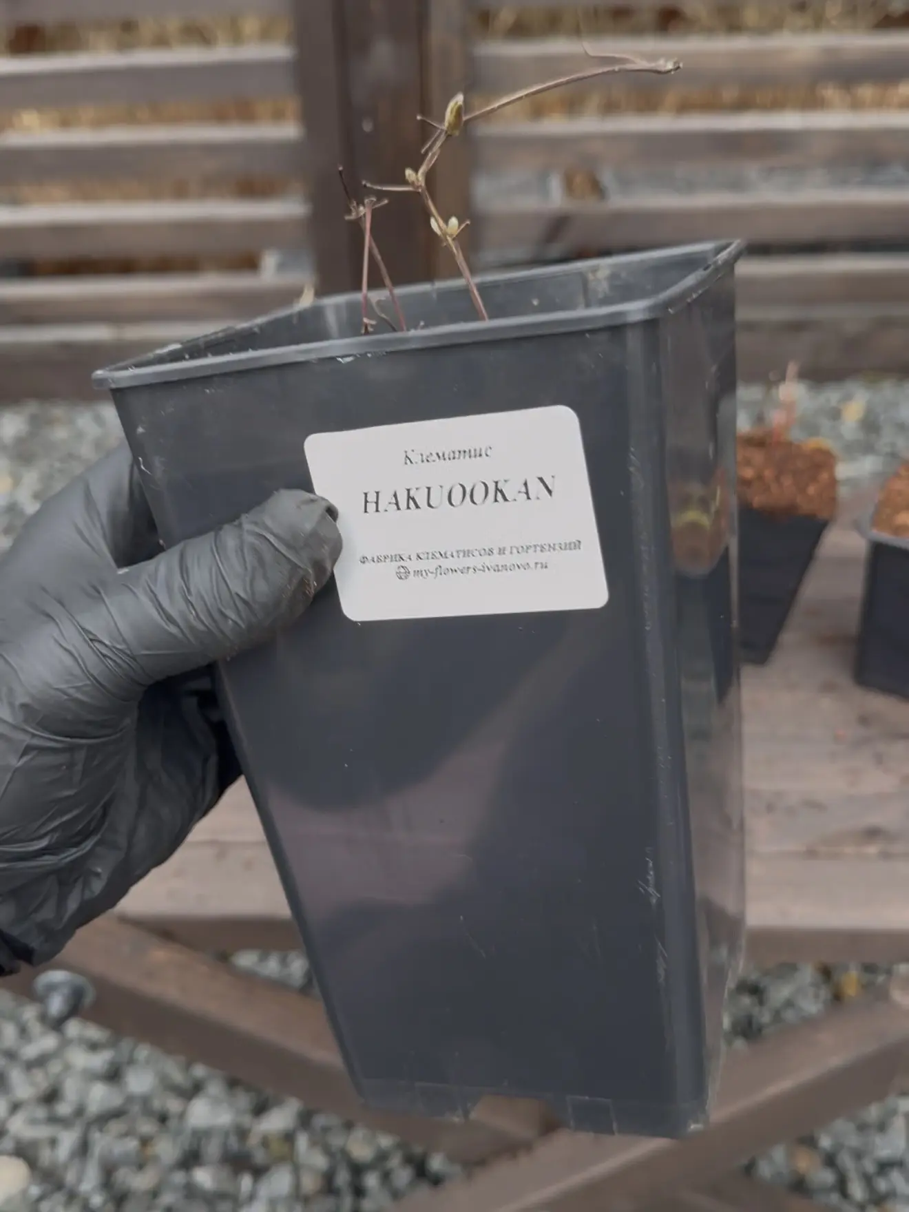 Остановимся подробнее на горшках👇 Они должны быть высокие, обычно маркируются как формат «роза» и НЕ