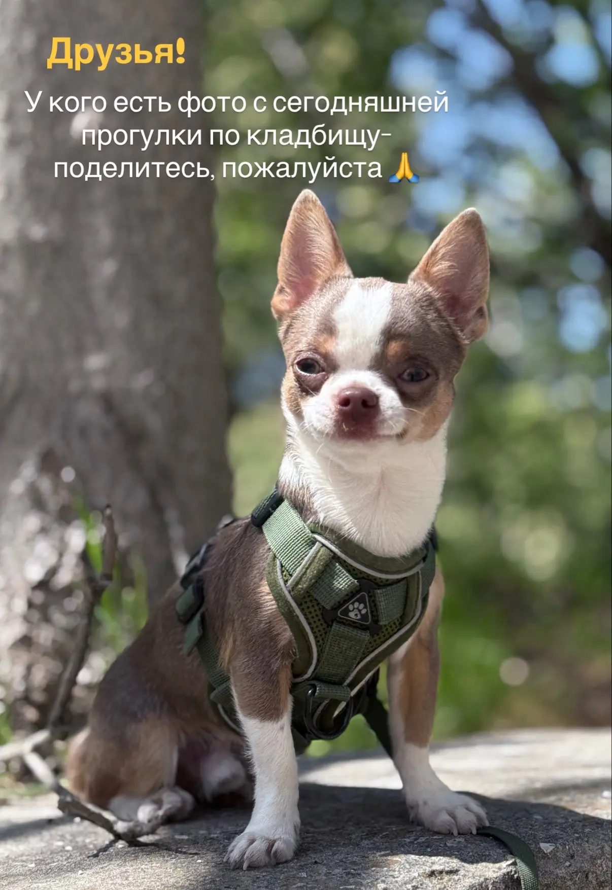 Кто сегодня ходил на Ливадийское кладбище?👀 Поделитесь,пожалуйста, своими впечатлениями и фото 🌷