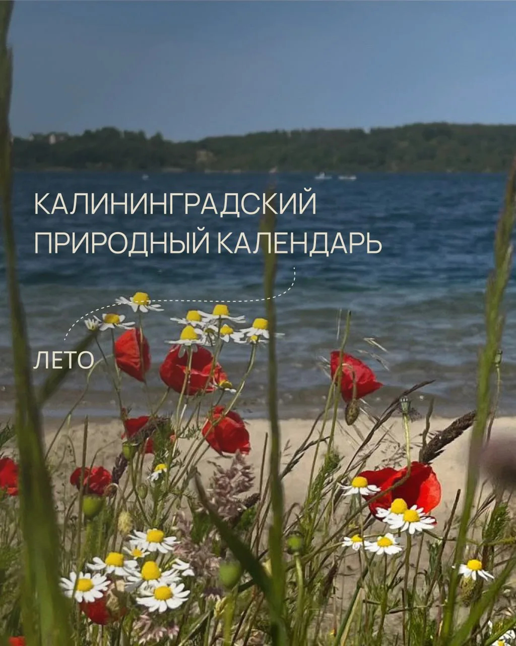 🌻 Калининградская область летом — это не только фестивали, выставки и кафешки с террас...