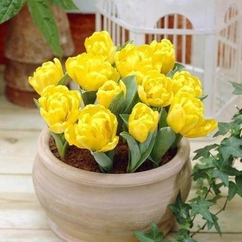 🍃ПОСЛЕДНЕЕ ПОСТУПЛЕНИЕ ЛУКОВИЧНЫХ