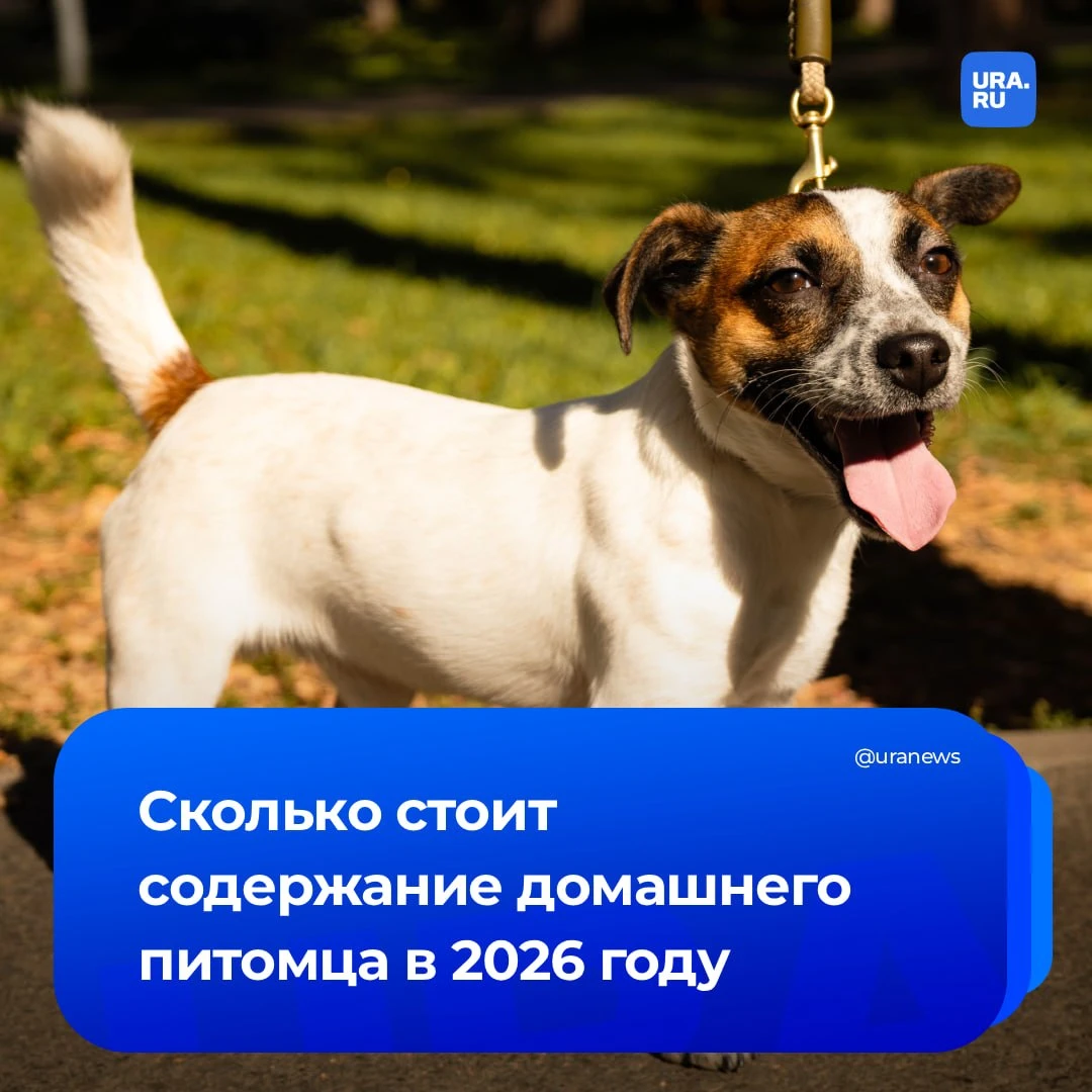 Хвостатые расходы: сколько россияне тратят на своих питомцев в месяц