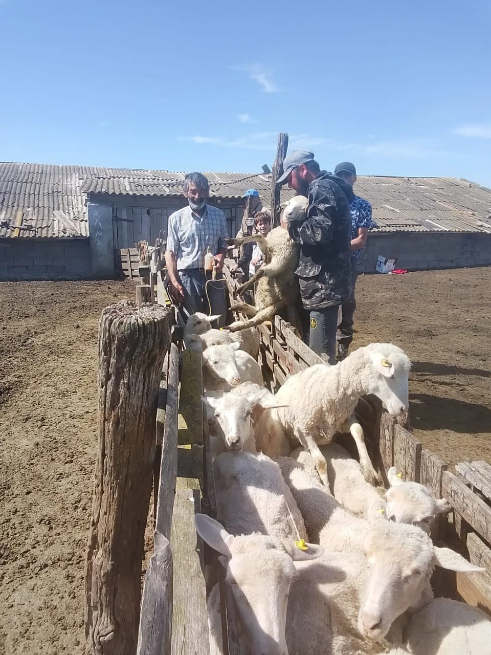 В ООО "Хубар" перед перегоном на летние пастбища проводится вакцинация овец от пастерел...