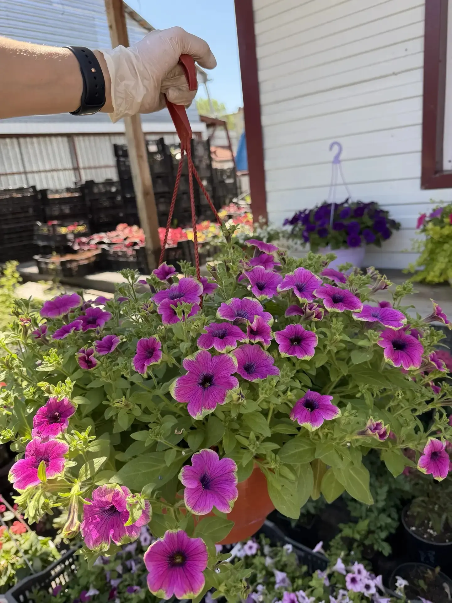 В наличии большой выбор подвесных кашпо 🌸🌸🌸 

Приезжайте к нам за красотой, 🥰