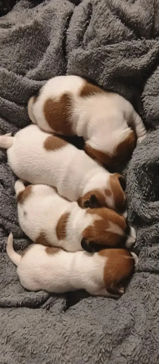 Предлагаю для предварительной брони  щеночков Джек Рассел терьер 🐶