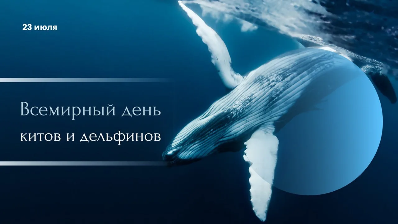 🐋 23 июля - Всемирный день китов и дельфинов

Сегодня мы говорим о тех, кого редко встречаем своими