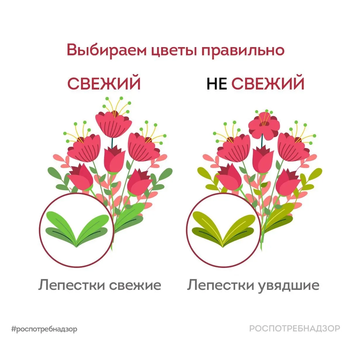 Роспотребнадзор делится рекомендациями по выбору и хранению живых цветов для школьного ...