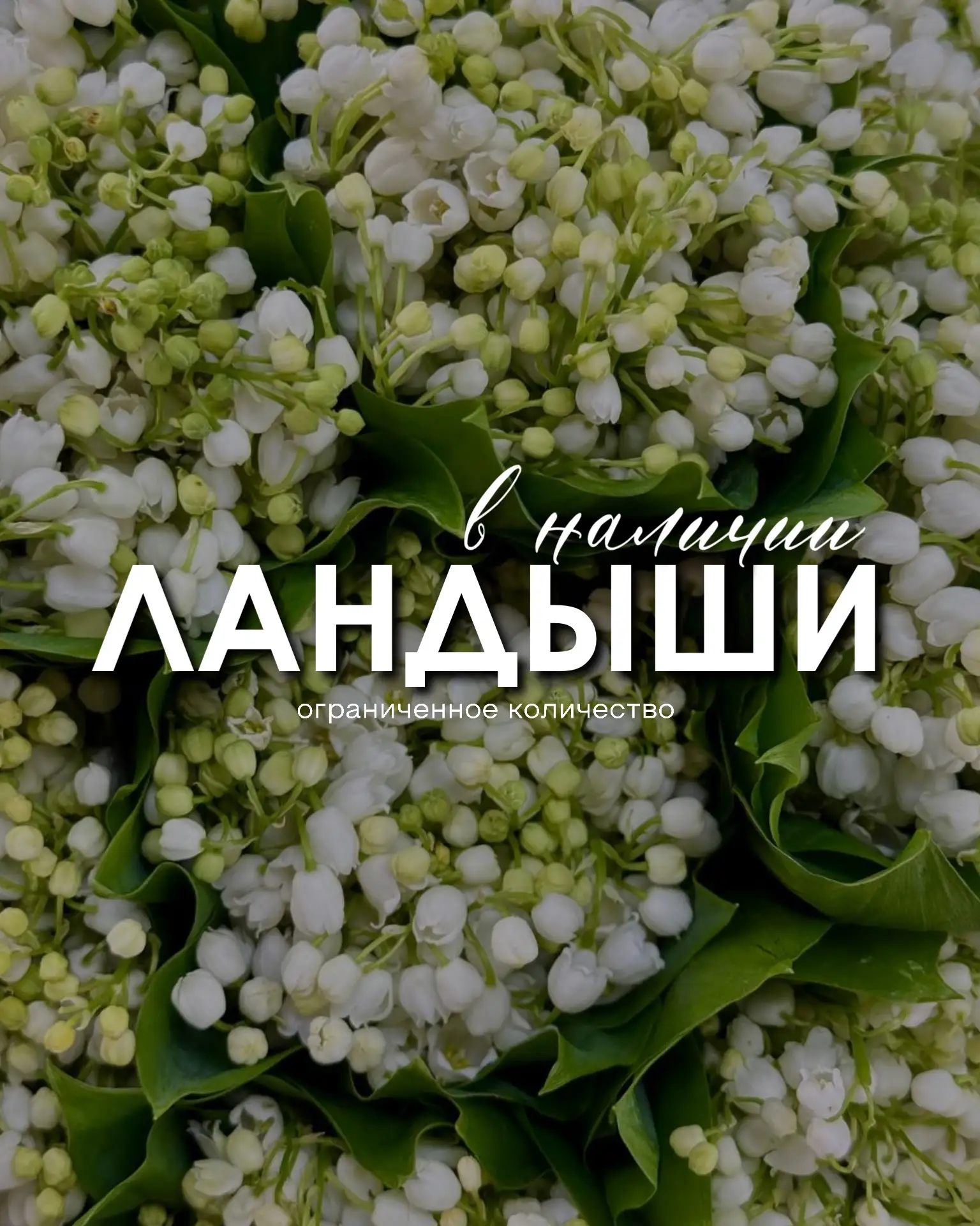 Ландыши в наличии 🌿