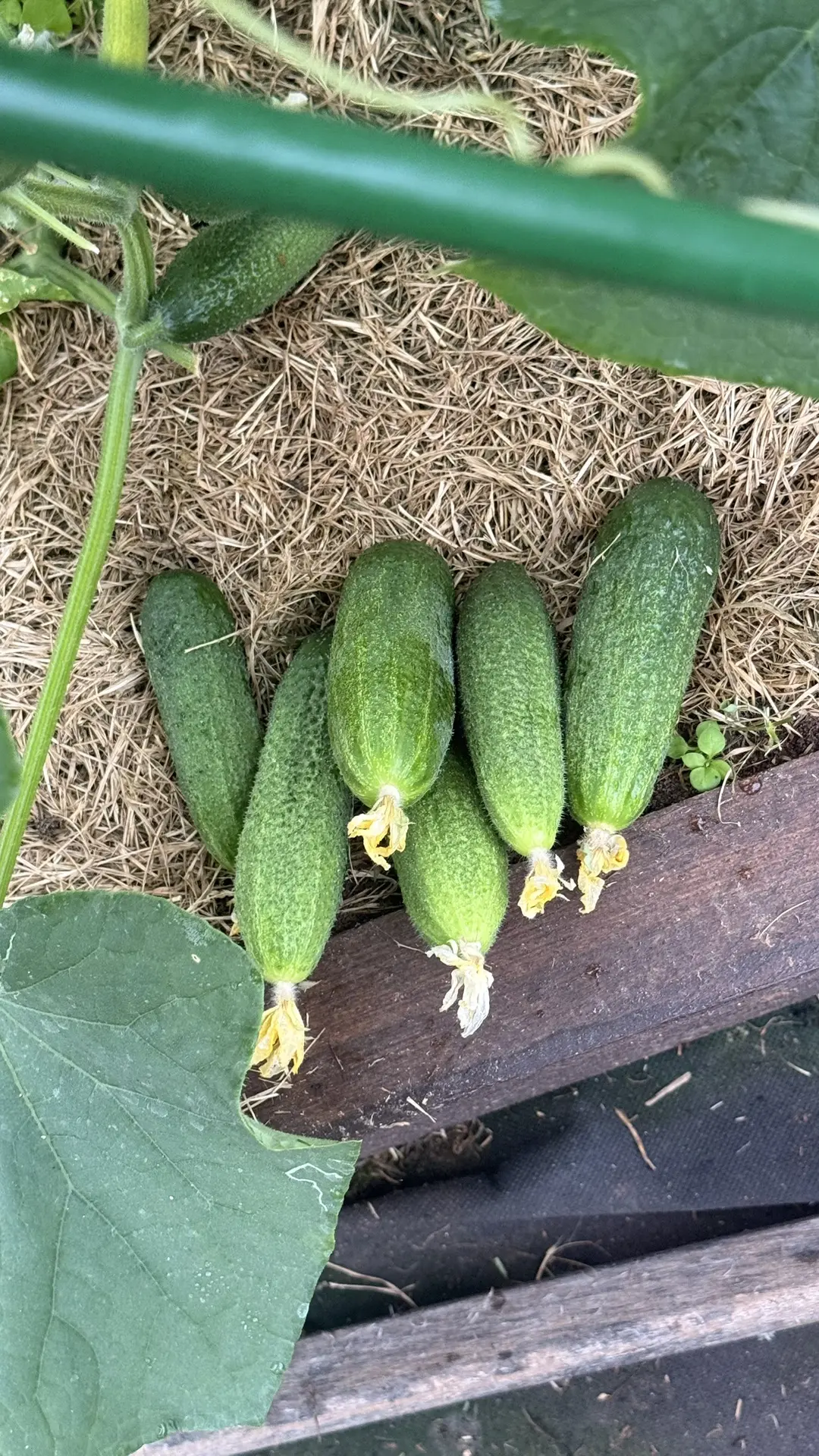 Огурчики понемногу радуют 🥒