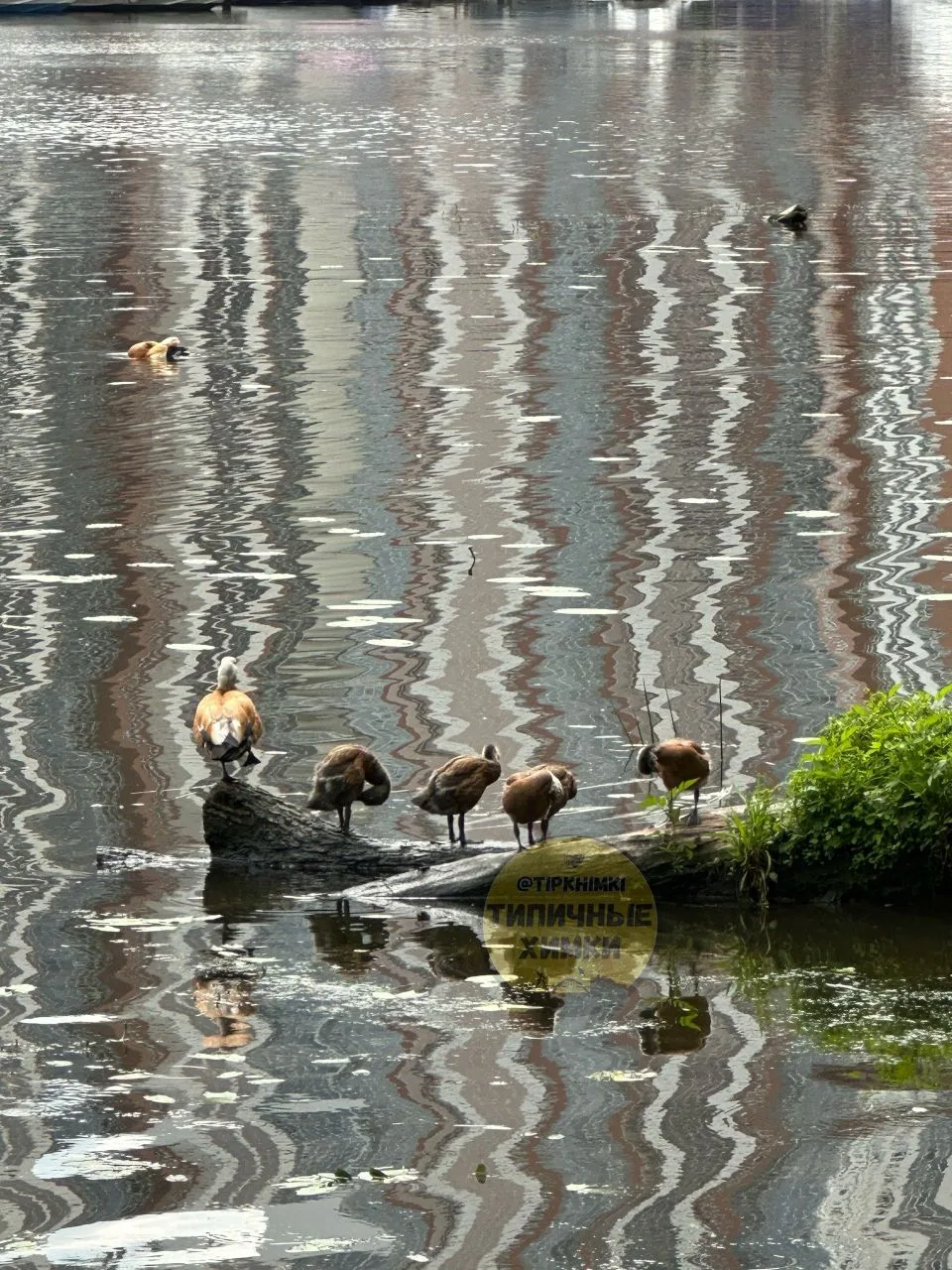 Утиные истории в Химках 🦆

Возле ЖК «Маяк» заметили милых уток.

А на Барашкинском пруду семейство 
