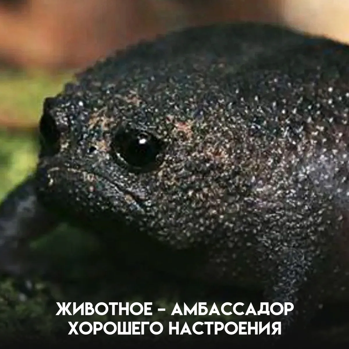 Она не умеет плавать, почти не прыгает и появляется на поверхности только по важным дел...