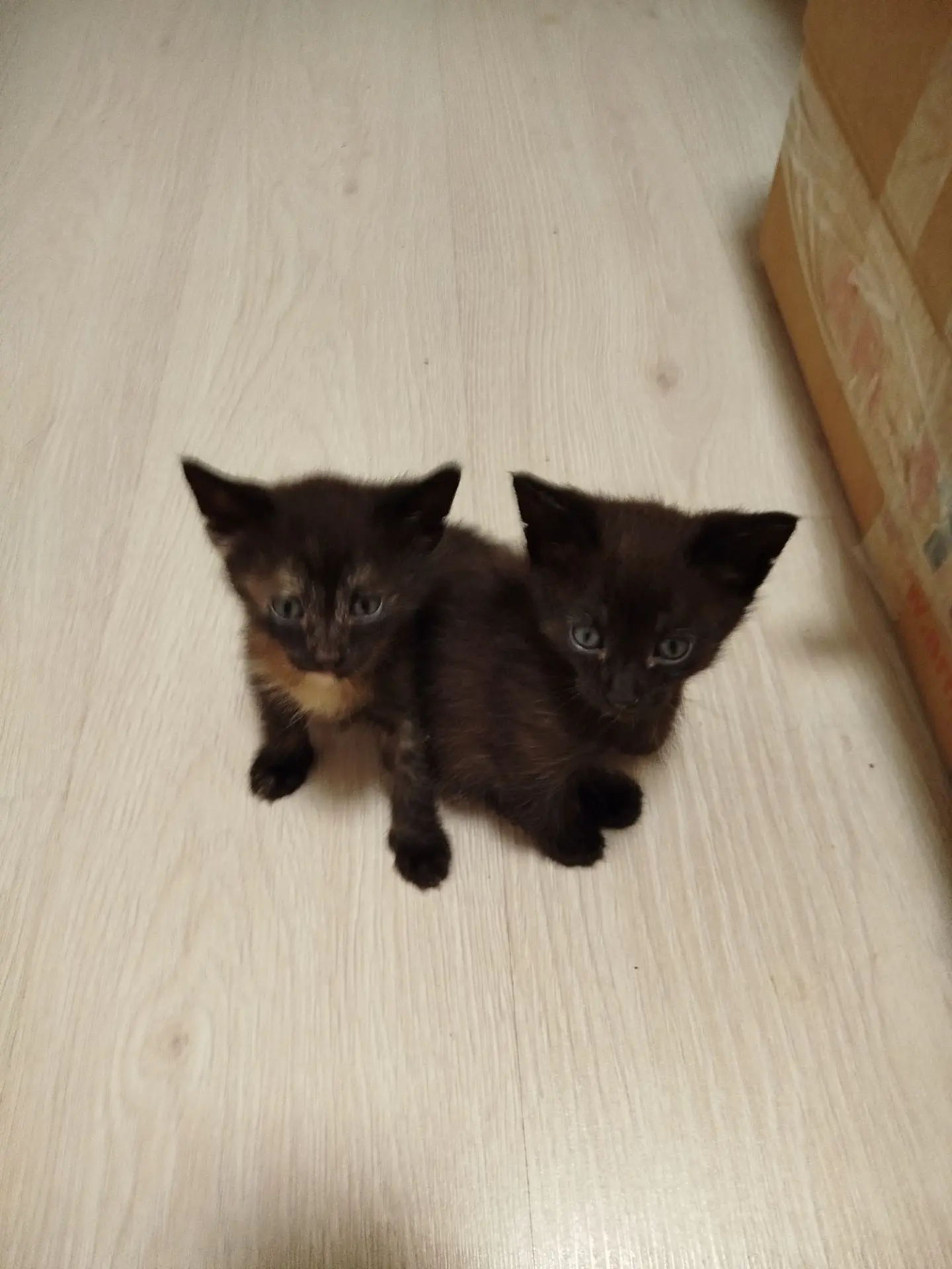 Отдам котят даром — в добрые руки!