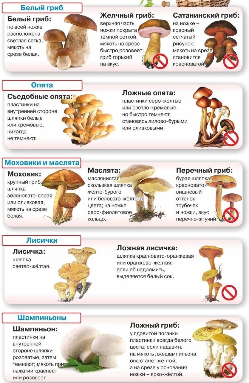 Как отличить ложные грибы-двойники от съедобных?⬆️🍄‍🟫🍄