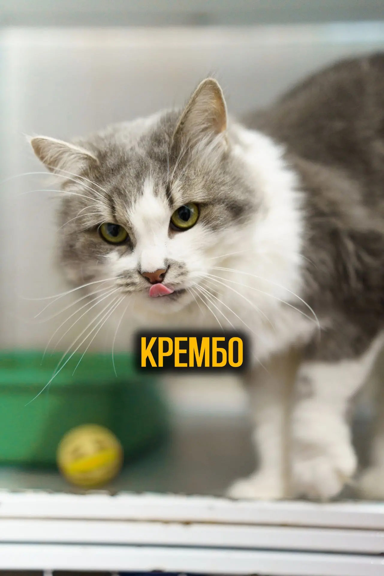 Крембо!