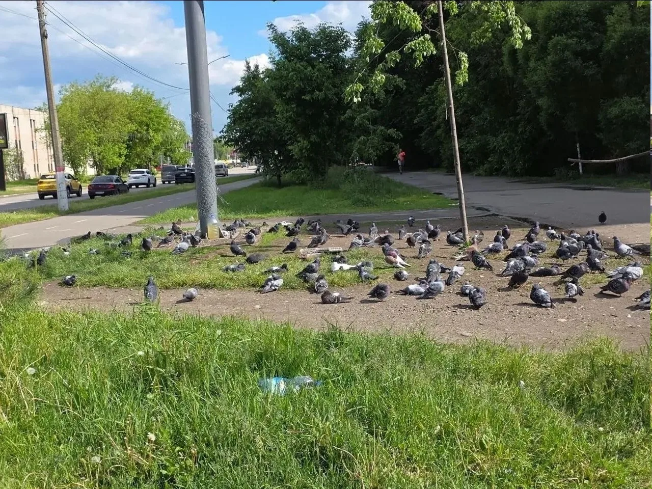 🕊️ В Жуковском газон превратился в помойку для голубей