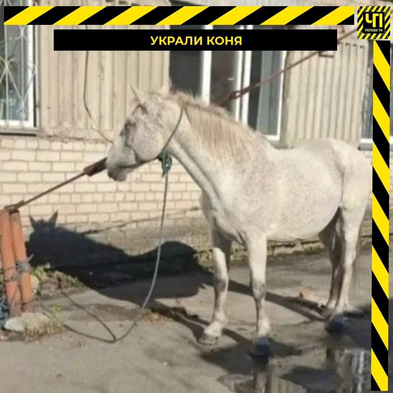 🐎 В Копейске мужчина угнал живого коня