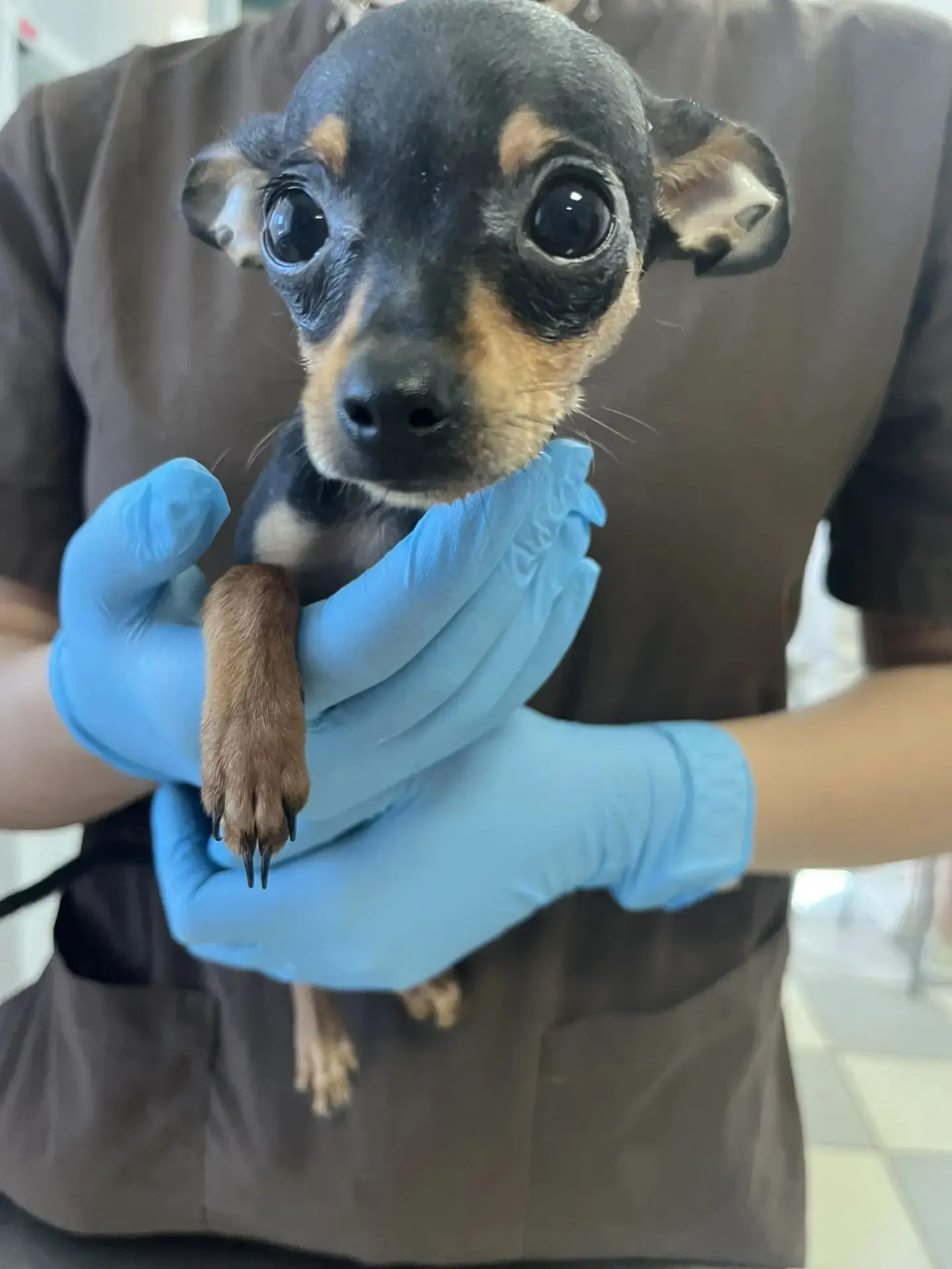 🏥👨‍⚕️🩺🐾