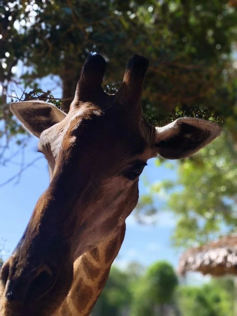 Huzhou Giraffe Manor — отель, где жирафы приходят к вам на завтрак!
Если вы мечтали о завтраке с жир