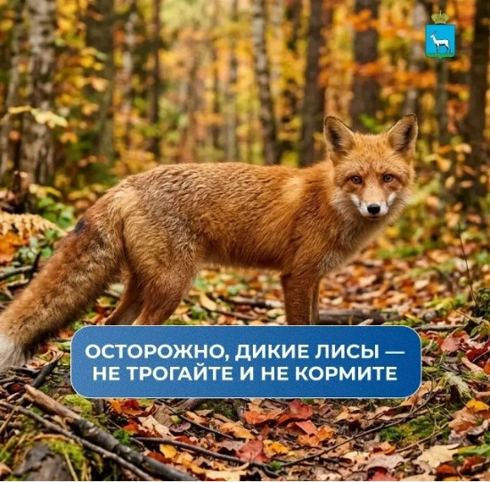 🦊⚠️Почему нельзя умиляться дикой лисе - администрация Самары предупреждает