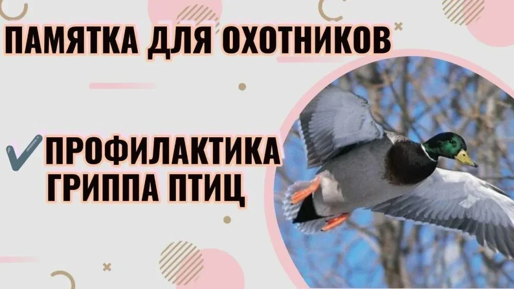 ✅В Югре сезон охоты на дичь открывается в конце августа.
