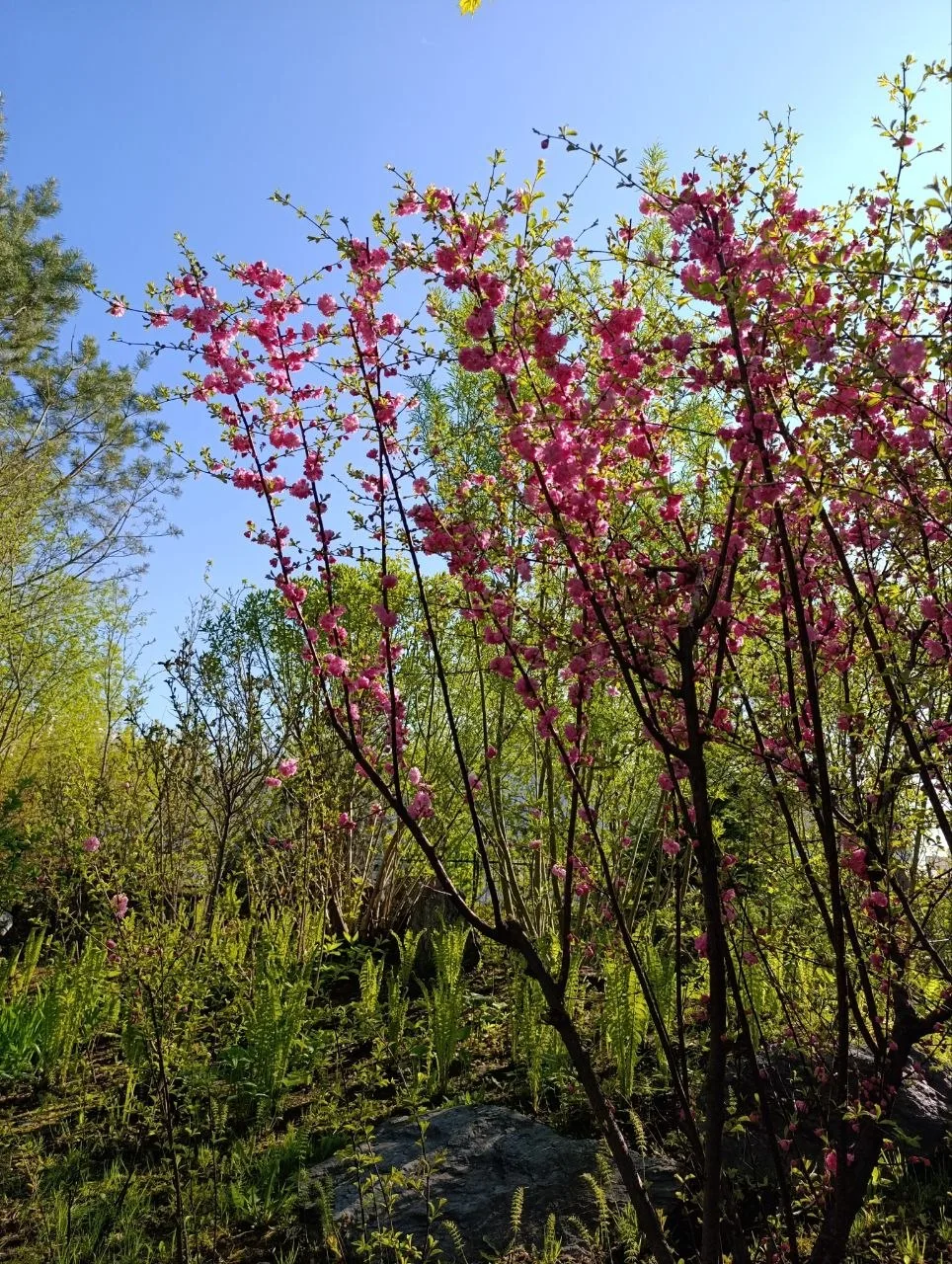 Сакура уже расцвела и вот-вот войдёт в полную силу 🌸😍