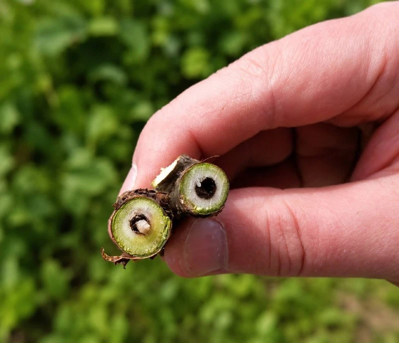 🐛 Чёрная сердцевина на срезе смородины — это стеклянница

Если при обрезке видите тёмный ход внутри