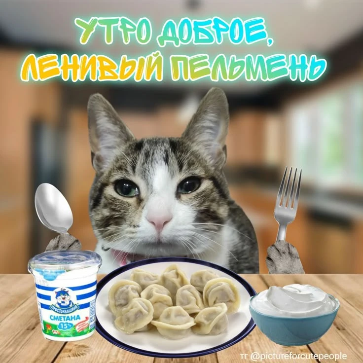 С всевозможными утрами, котята!☕️