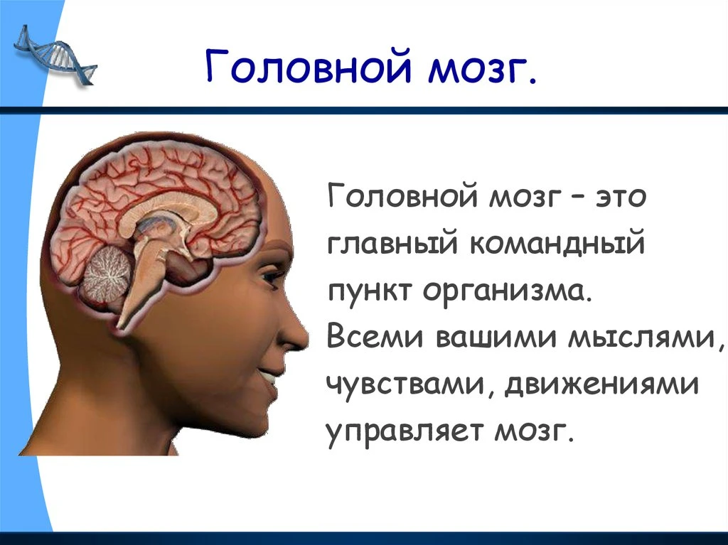 20 – 26 июля
Неделя сохранения здоровья головного мозга
(в честь Всемирного дня мозга 22 июля)

Подд