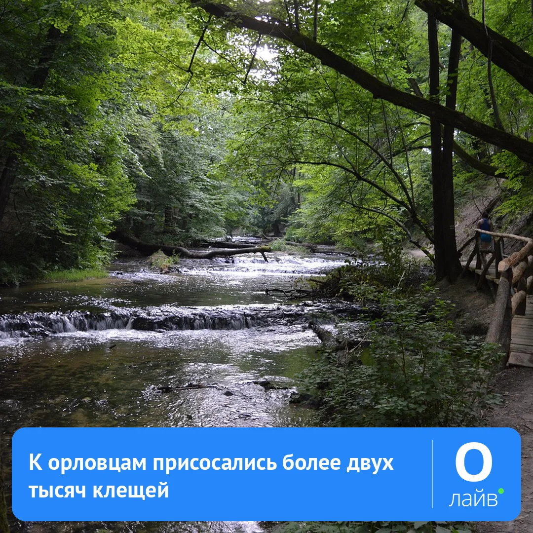 🦠 К орловцам присосались более двух тысяч клещей

В Орловской области зафиксировали более двух тыся