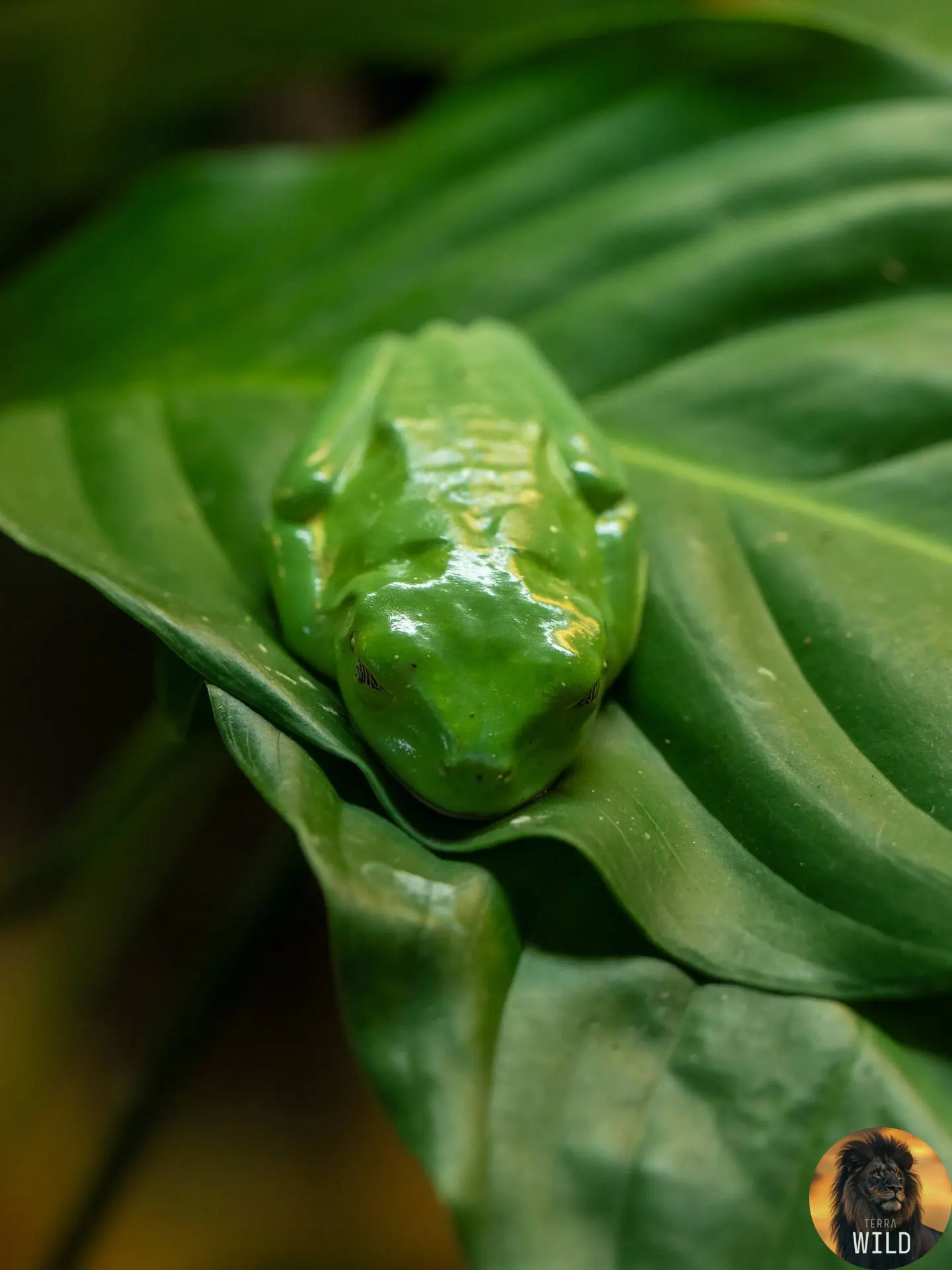 🐸 Зелёная древесная лягушка отдыхает.