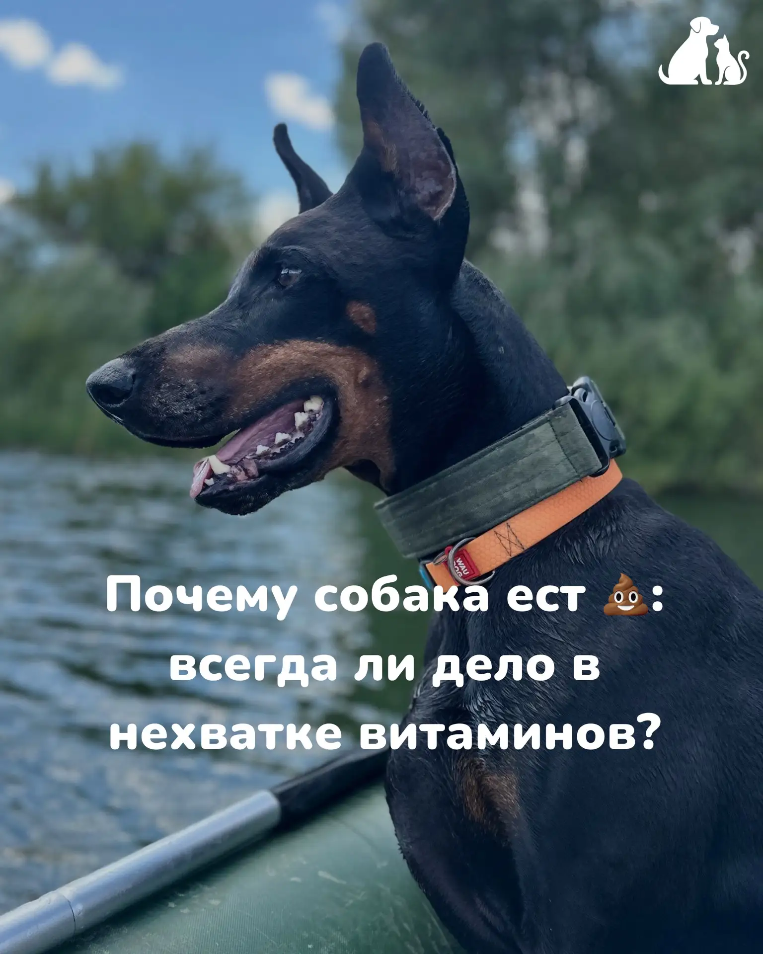 💩 Почему собаки иногда проявляют интерес к тому, что нам кажется совсем несъедобным?