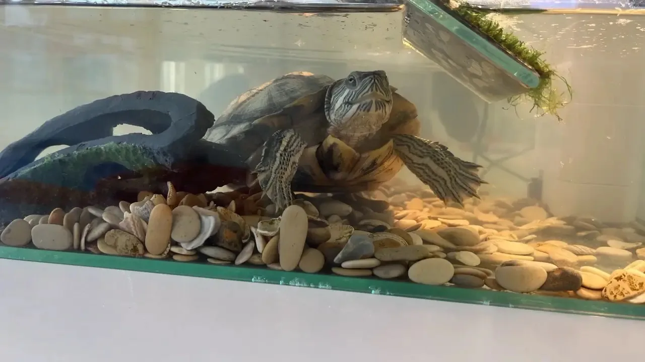 🐢 Сюрприз от родителей в СОШ №40! 🎁  Наш родительский комитет во главе с председателем Скрыбыкиной Е