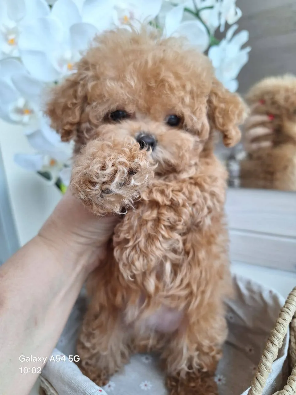 🐾 Восхитительная девочка пушон