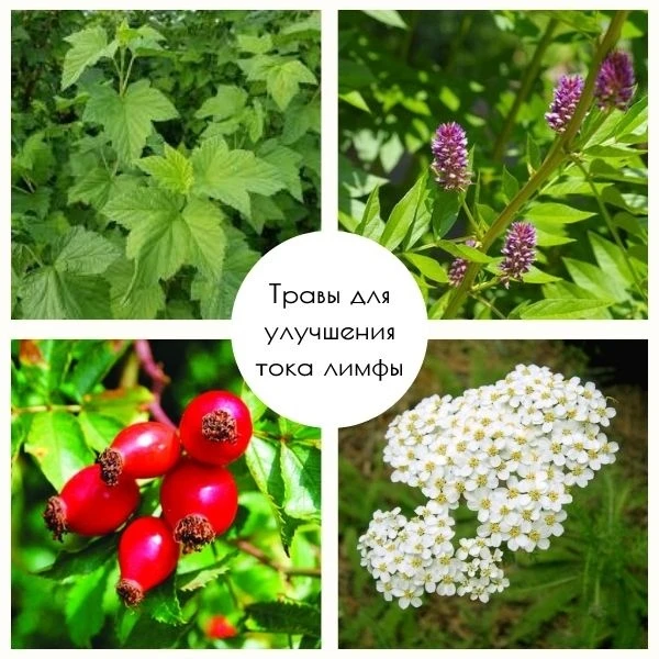 🌿5 трав для улучшения тока лимфы