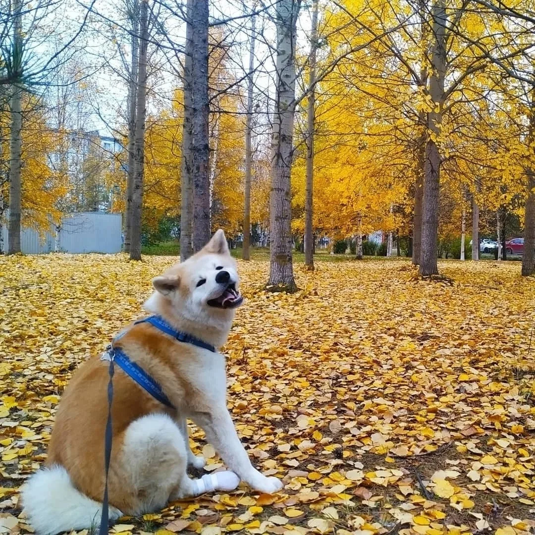 В цвет осени 🍂😍
