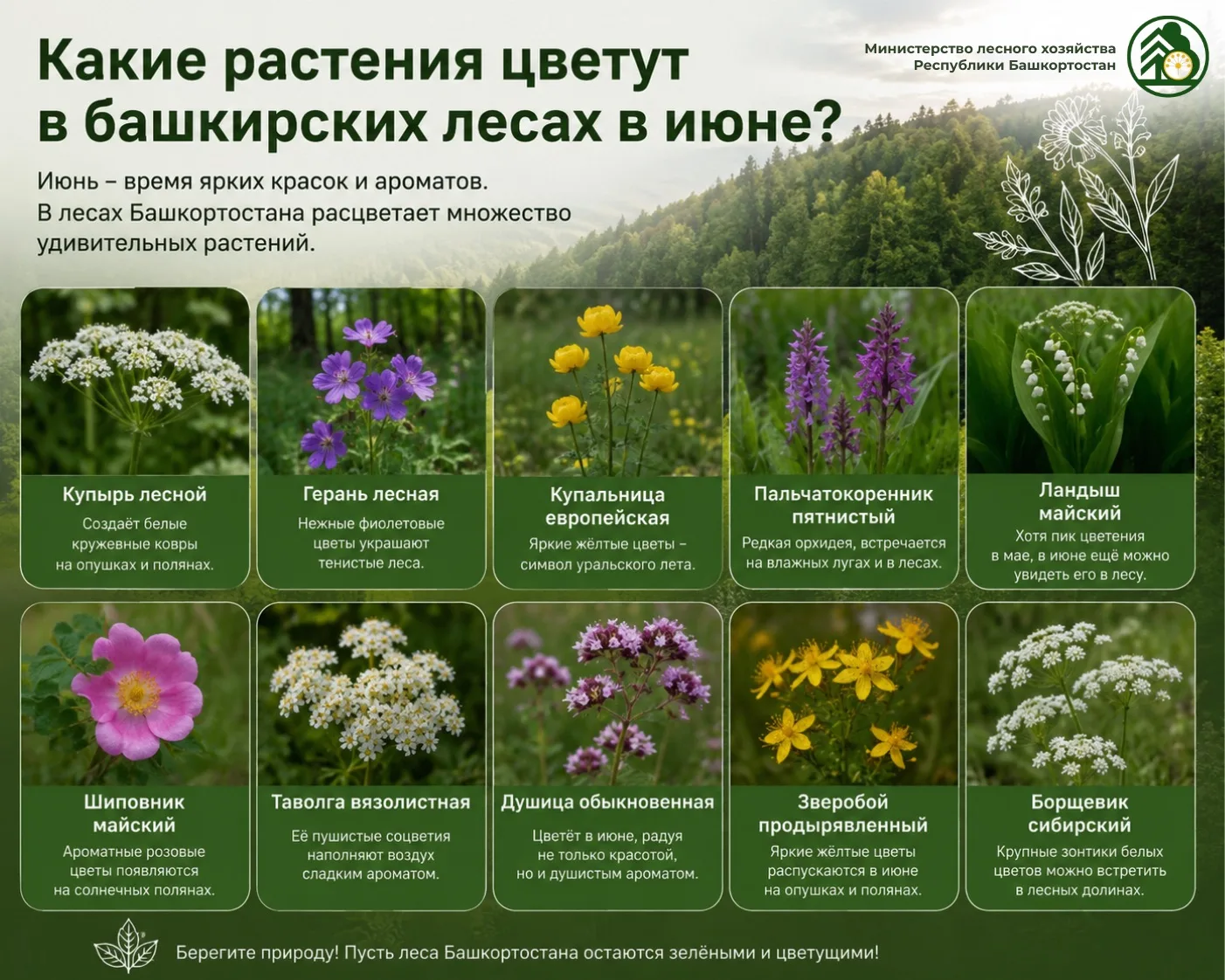 Знаете ли вы, что в июне башкирский лес превращается в настоящий цветочный сад? 🌸  

В этот период 