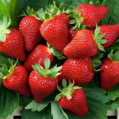 🍓Клубника Мурано                                                                      ...