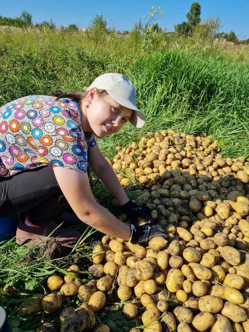 ОТБОР СВОЕГО КАРТОФЕЛЯ НА ПОСАДКУ: 3 ГЛАВНЫХ ПРАВИЛА