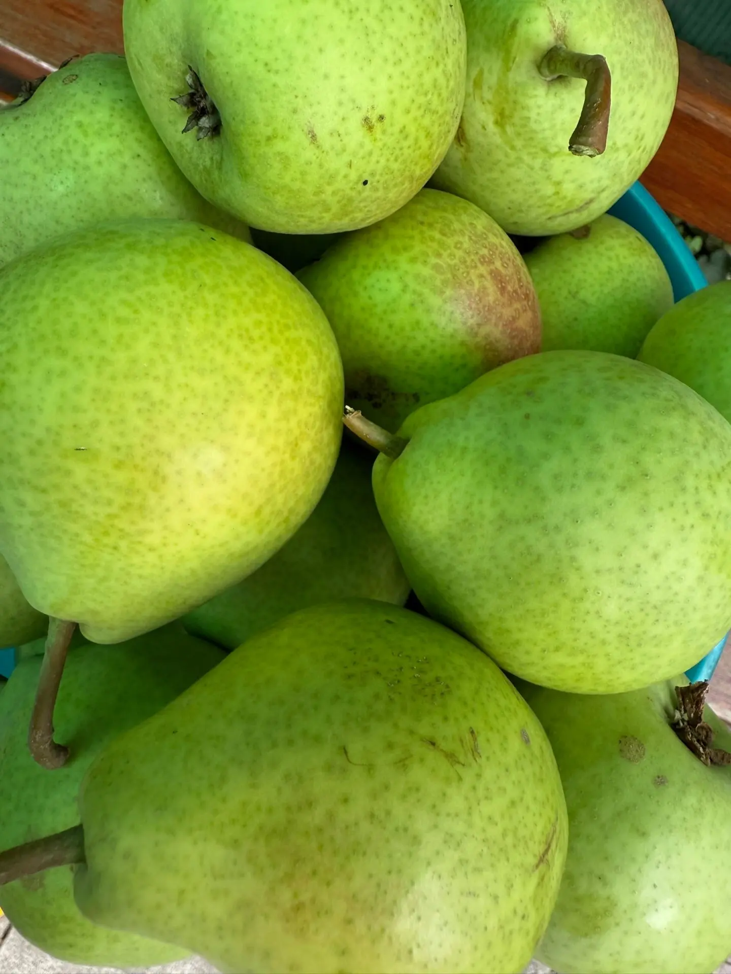 Груши 🍐

Сладкие и сочные

200 руб.кг.

тел: 8-909-209-93-83