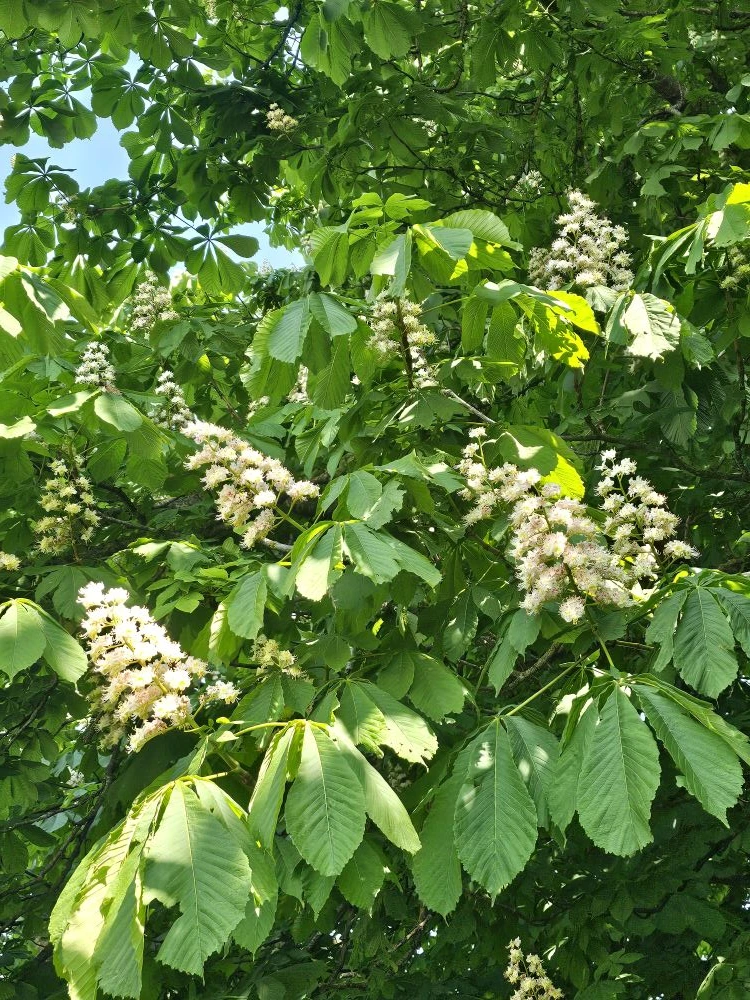 🌳 Каштаны в Комсомольском парке — во всей красе!  💮 Белые «свечи» на ветвях, лёгкий весенний ветерок