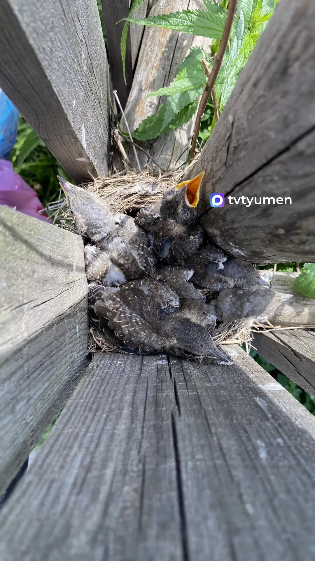 🐣 Продолжаем следить за птенчиками! 

Помните, мы делились фотографиями гнёзд, которые обнаружили н