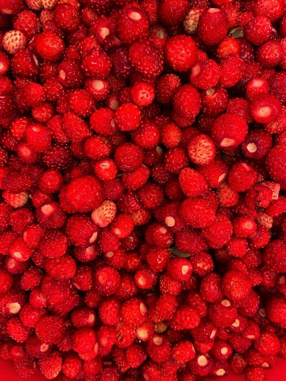 🌿 Мой план принять участие в куче ярмарок летом провалился с треском, и пока что в гордом одиночест