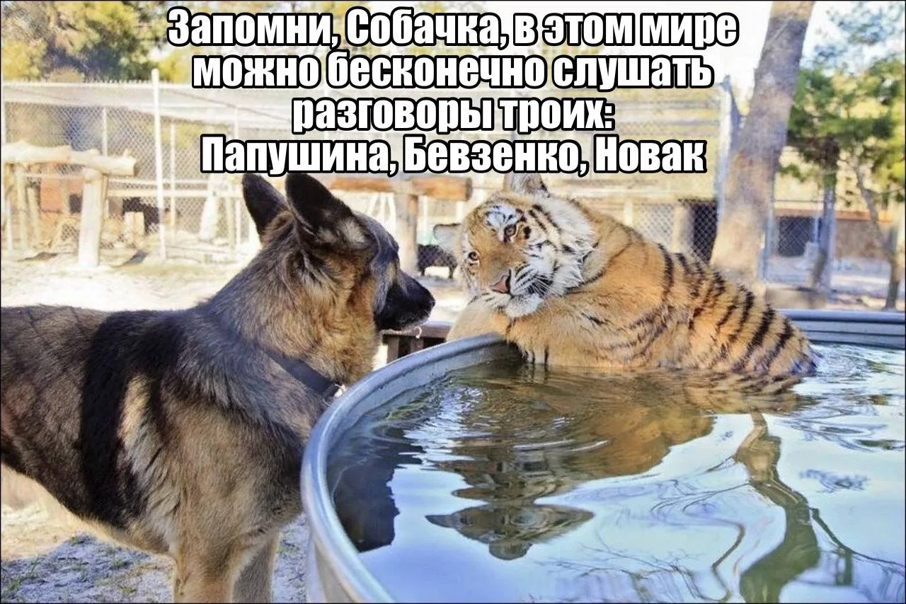 Собачка идёт на SibLegalWeek, а вы?