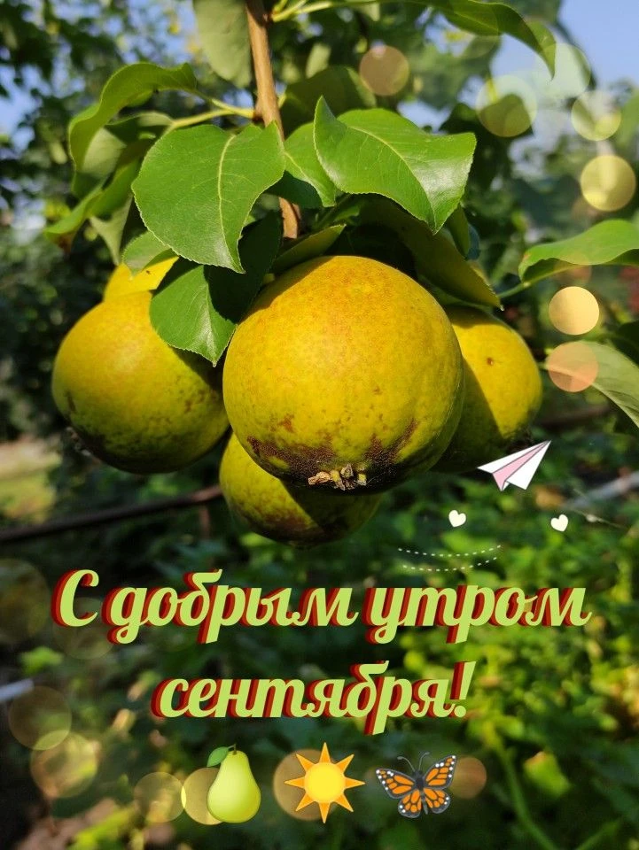 С ДОБРЫМ УТРОМ, ЖИТЕЛИ НОВОПСКОВСКОГО МУНИЦИПАЛЬНОГО ОКРУГА!