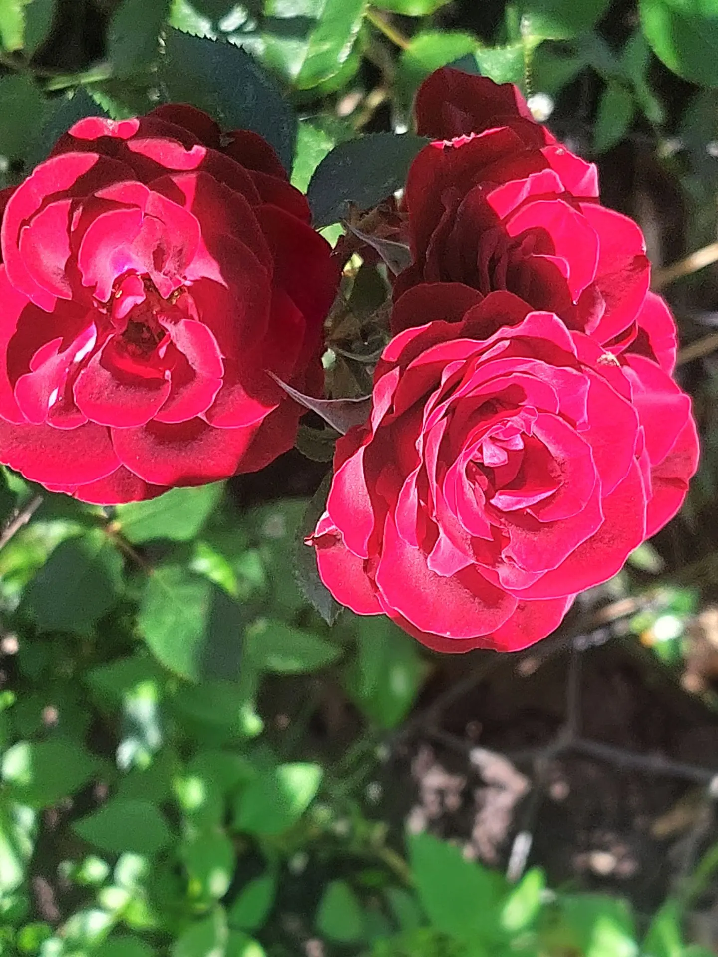 🌹🌹🌹