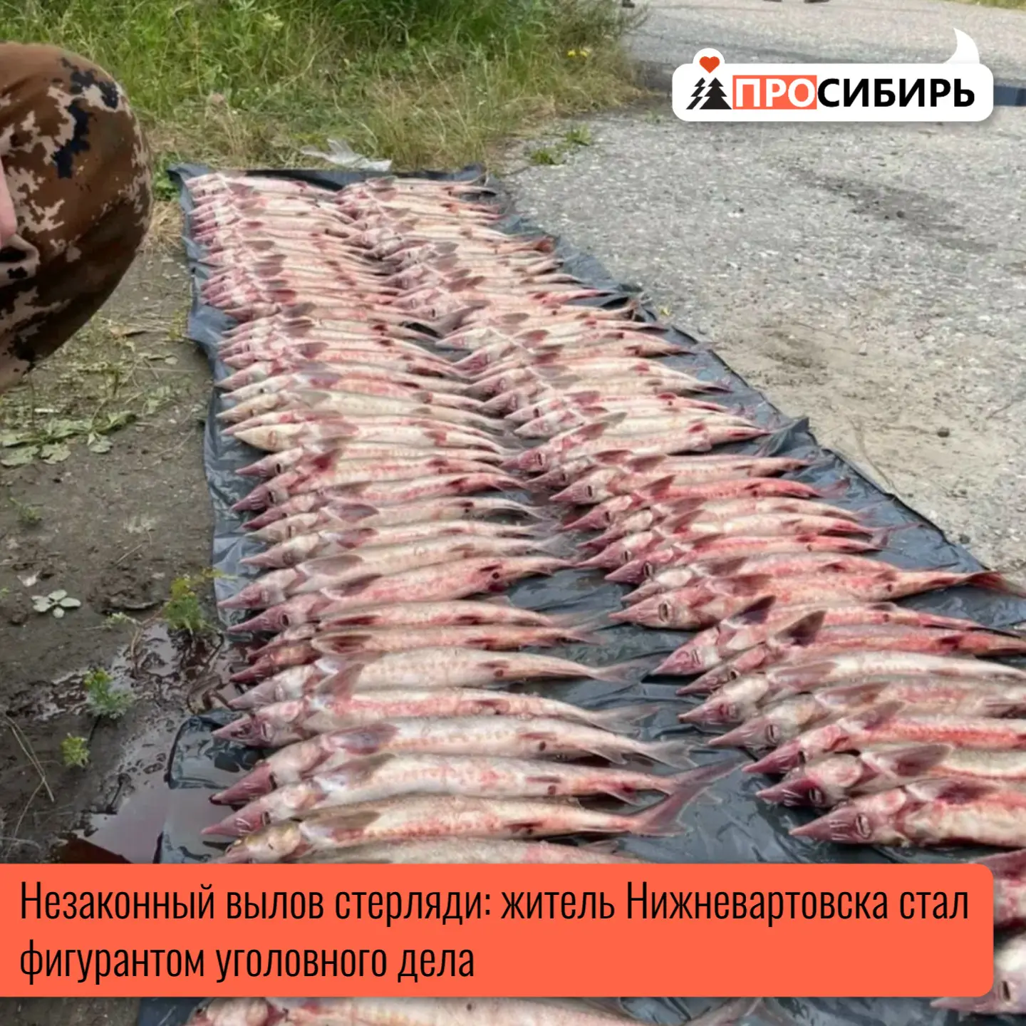 В Нижневартовске пресекли крупную незаконную добычу рыбы. Сотрудники отдела экономическ...