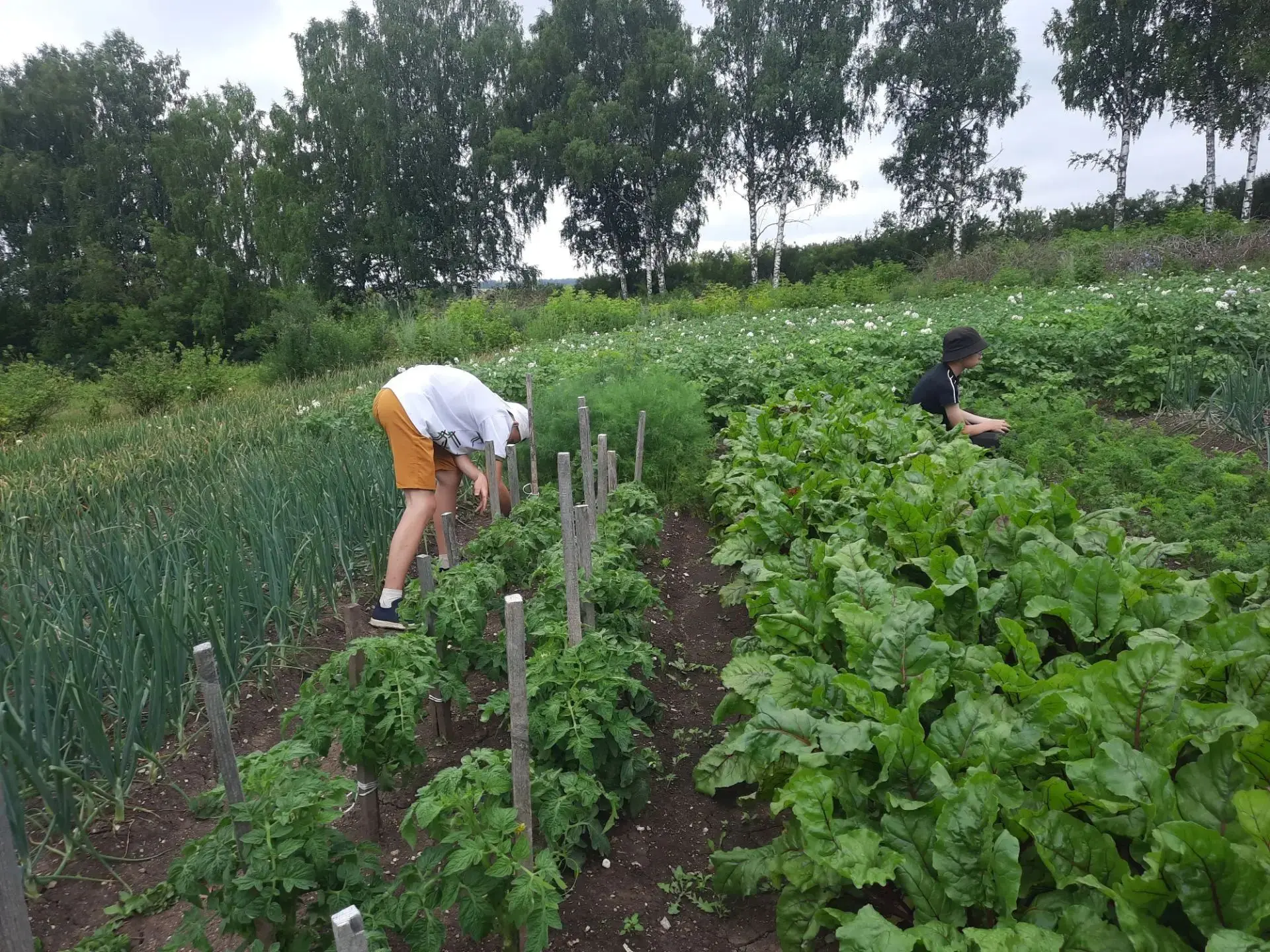 Мәктәбебез бакчасында жиләк-жимеш өлгергән чор! Укучылар белән берлектә мул уңышны вакытында жыеп, у