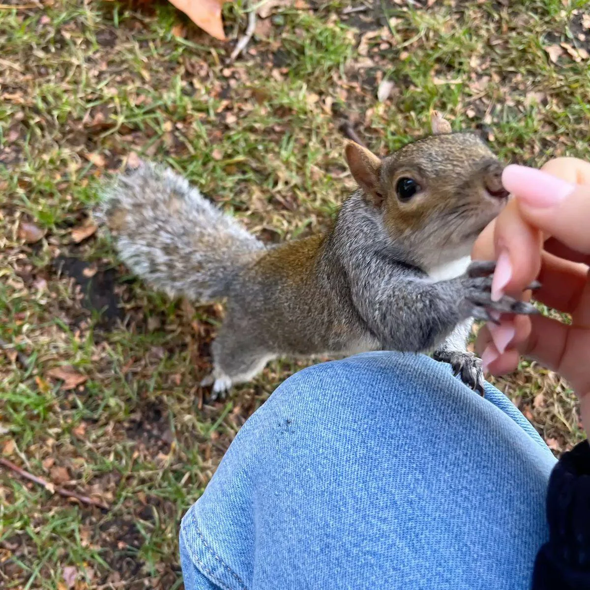 🐿️ Когда белки приземляются на землю, они выглядят, как супергерои